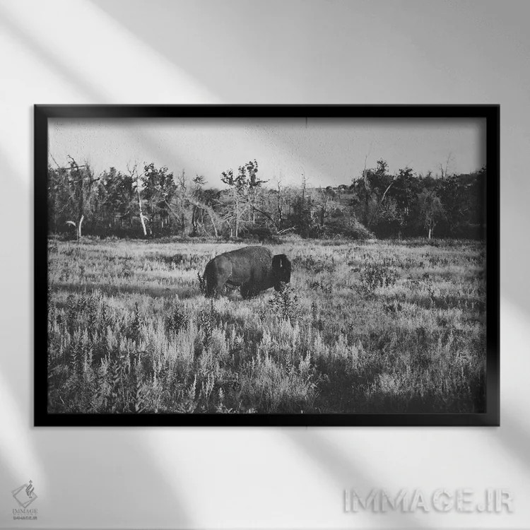 تابلو بوفالوی تنها اثر بثانی یانگ - نمای قابدار مشکی