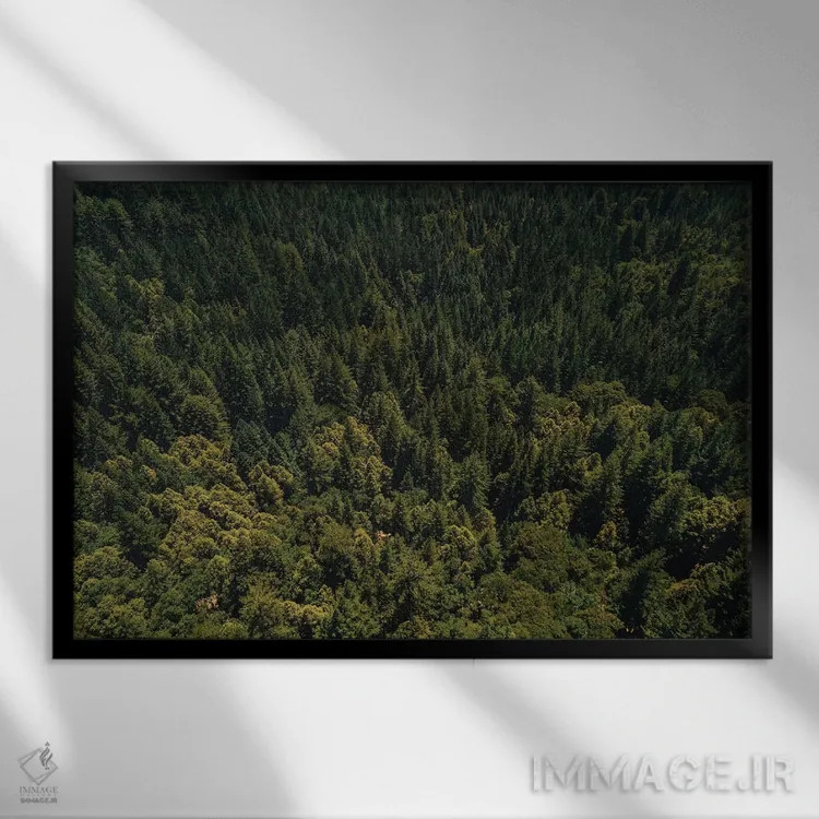 تابلو جنگل سرخچوب کالیفرنیا دوم اثر بثانی یانگ - نمای قابدار مشکی