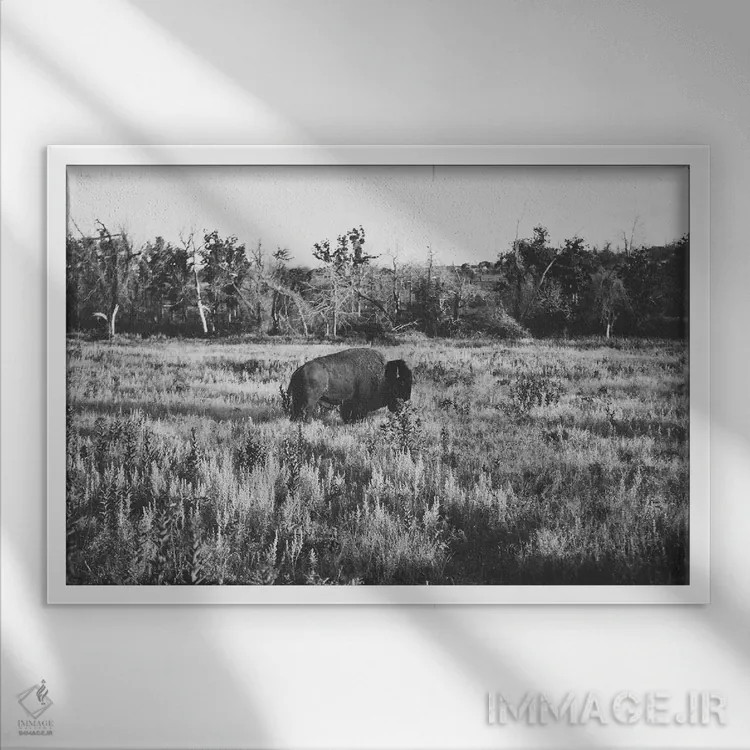 تابلو بوفالوی تنها اثر بثانی یانگ - نمای قابدار سفید