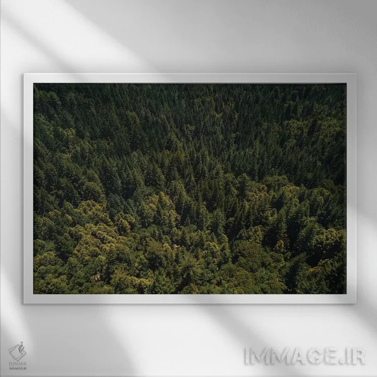 تابلو جنگل سرخچوب کالیفرنیا دوم اثر بثانی یانگ - نمای قابدار سفید