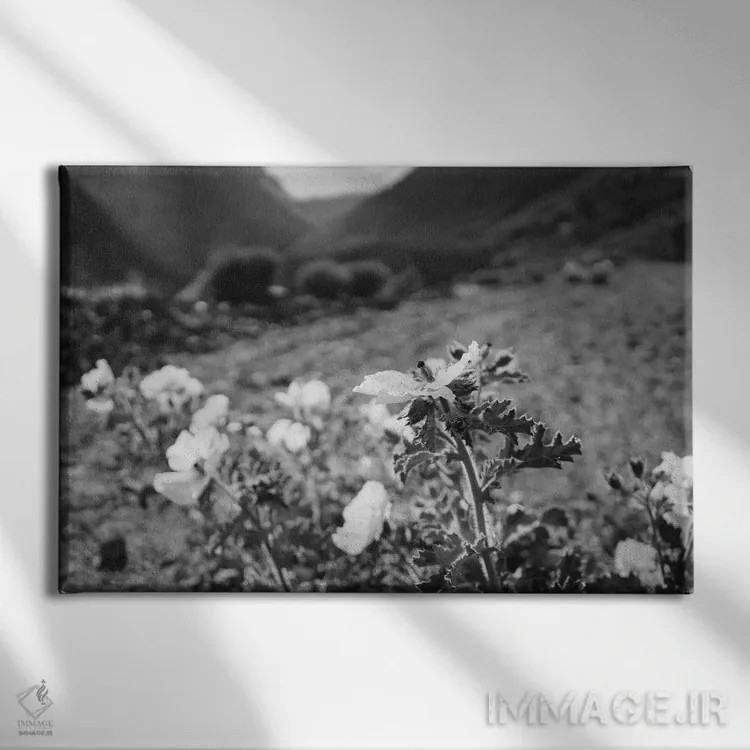 تابلو شکوفههای یوسیمیتی سیاه و سفید دوم اثر بثانی یانگ - نمای روبهرو روی دیوار