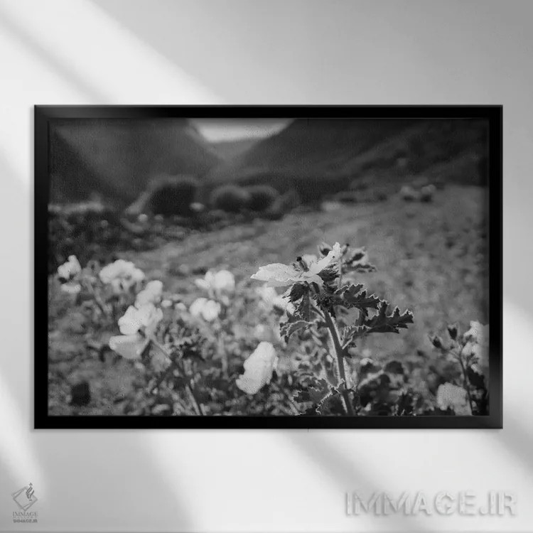 تابلو شکوفههای یوسیمیتی سیاه و سفید دوم اثر بثانی یانگ - نمای قابدار مشکی