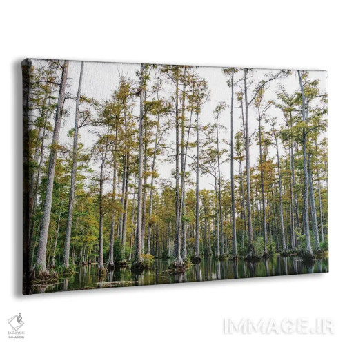 تابلو باغ سرو چارلستون LII اثر بثانی یانگ - نمای پرسپکتیو محصول