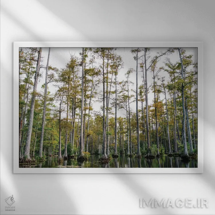 تابلو باغ سرو چارلستون LII اثر بثانی یانگ - نمای قابدار سفید