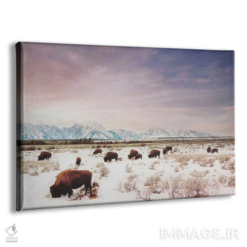 تابلو گلههای تتون اثر آنی بیلی آرت (هنرمند) - نمای پرسپکتیو محصول