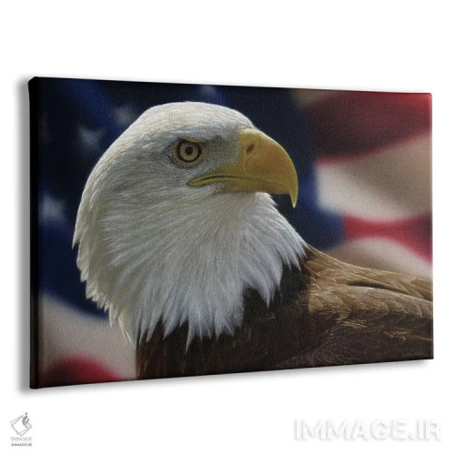 تابلو عقاب سرسفید آمریکایی اثر کالین بوگل - نمای پرسپکتیو محصول