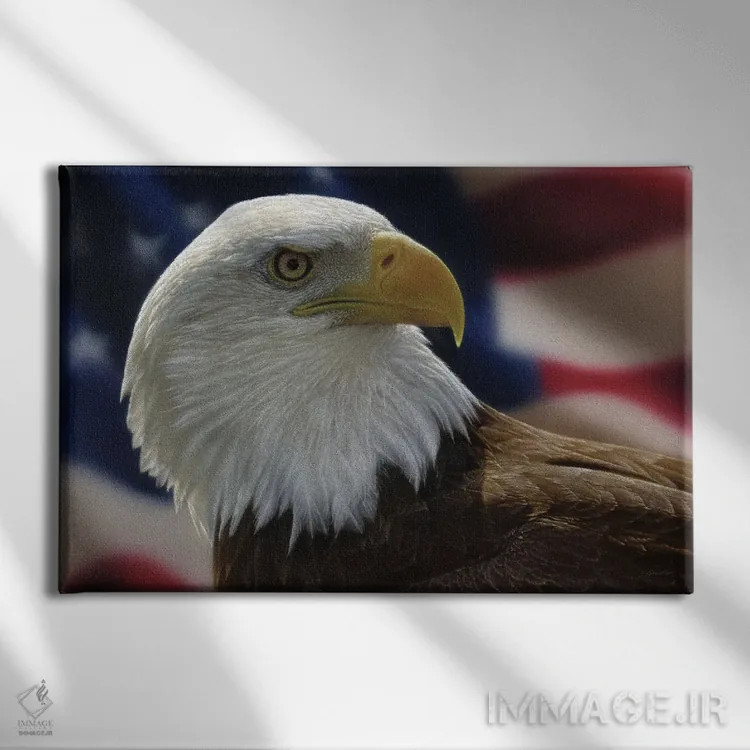 تابلو عقاب سرسفید آمریکایی اثر کالین بوگل - نمای روبهرو روی دیوار