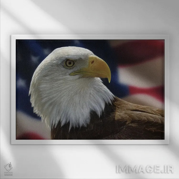 تابلو عقاب سرسفید آمریکایی اثر کالین بوگل - نمای قابدار سفید