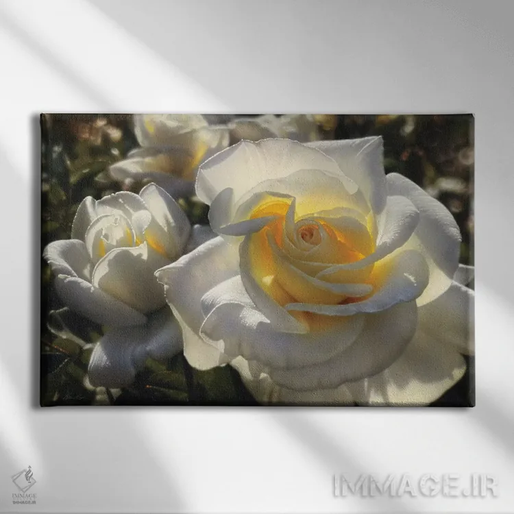 تابلو رزهای سفید (افقی) اثر کالین بوگل - نمای روبهرو روی دیوار