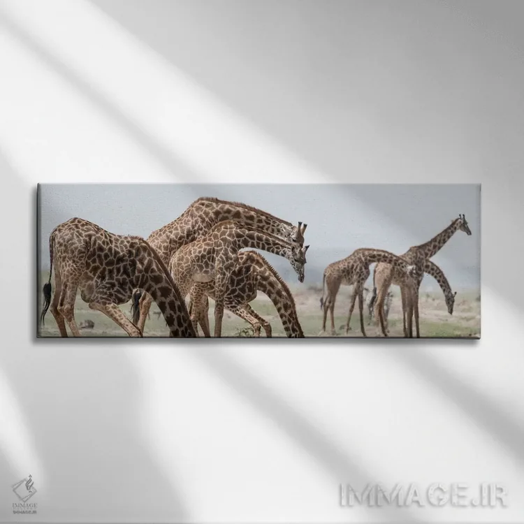 تابلو Kenya, Amboseli National Park. Close-up of giraffes drinking.,آفریقا، کنیا، پارک ملی آمبوسلی. نمای نزدیک زرافهها در حال نوشیدن آب اثر جینز گالری (گالری هنری/عکس) - نمای روبهرو روی دیوار