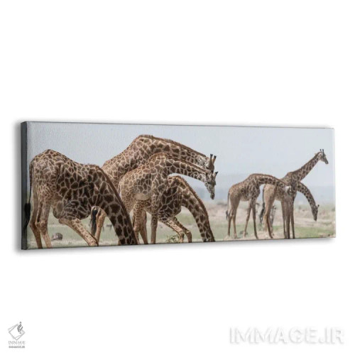 تابلو Kenya, Amboseli National Park. Close-up of giraffes drinking.,آفریقا، کنیا، پارک ملی آمبوسلی. نمای نزدیک زرافهها در حال نوشیدن آب اثر جینز گالری (گالری هنری/عکس) - نمای پرسپکتیو محصول