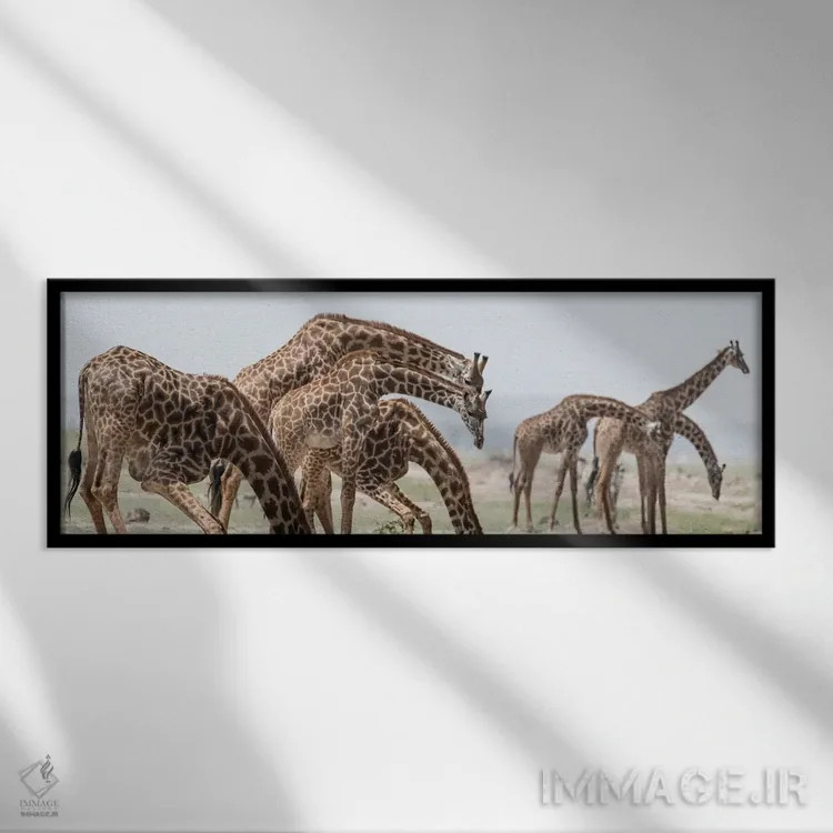 تابلو Kenya, Amboseli National Park. Close-up of giraffes drinking.,آفریقا، کنیا، پارک ملی آمبوسلی. نمای نزدیک زرافهها در حال نوشیدن آب اثر جینز گالری (گالری هنری/عکس) - نمای قابدار مشکی