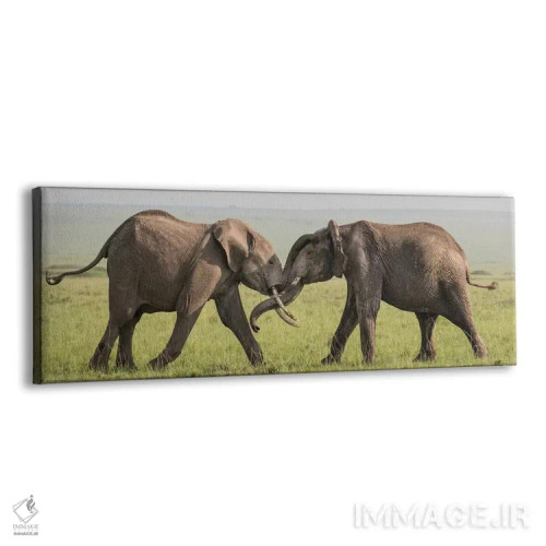 تابلو Kenya, Maasai Mara National Reserve. Elephants greeting.,آفریقا، کنیا، ذخیرهگاه ملی ماسایی مارا. فیلها در حال سلام دادن اثر جینز گالری (گالری هنری/عکس) - نمای پرسپکتیو محصول