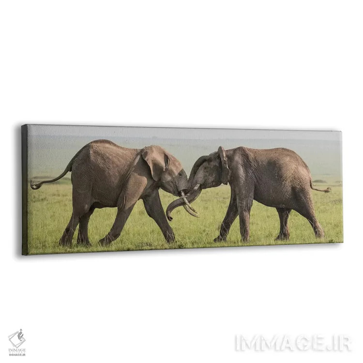 تابلو Kenya, Maasai Mara National Reserve. Elephants greeting.,آفریقا، کنیا، ذخیرهگاه ملی ماسایی مارا. فیلها در حال سلام دادن اثر جینز گالری (گالری هنری/عکس) - نمای پرسپکتیو محصول