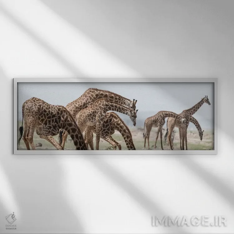 تابلو Kenya, Amboseli National Park. Close-up of giraffes drinking.,آفریقا، کنیا، پارک ملی آمبوسلی. نمای نزدیک زرافهها در حال نوشیدن آب اثر جینز گالری (گالری هنری/عکس) - نمای قابدار سفید