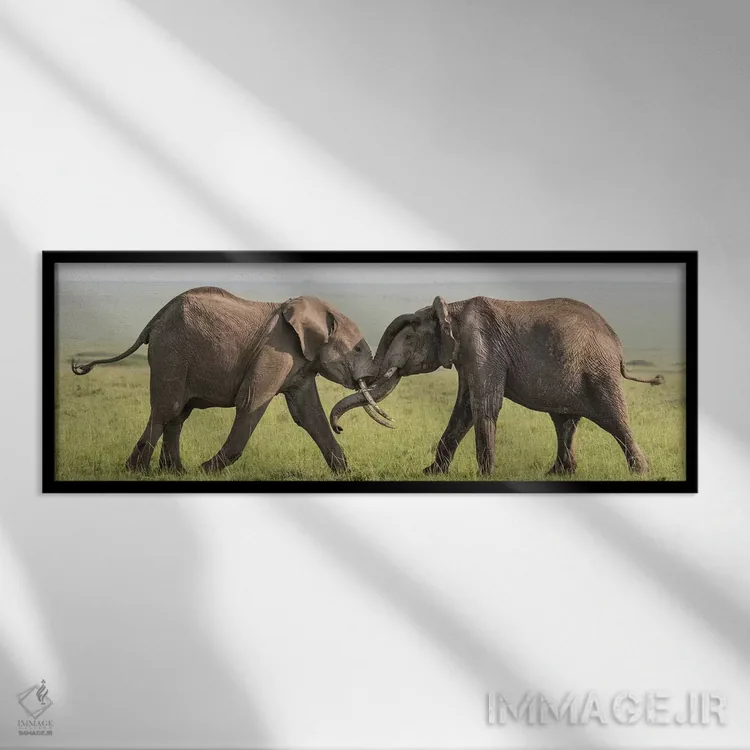 تابلو Kenya, Maasai Mara National Reserve. Elephants greeting.,آفریقا، کنیا، ذخیرهگاه ملی ماسایی مارا. فیلها در حال سلام دادن اثر جینز گالری (گالری هنری/عکس) - نمای قابدار مشکی