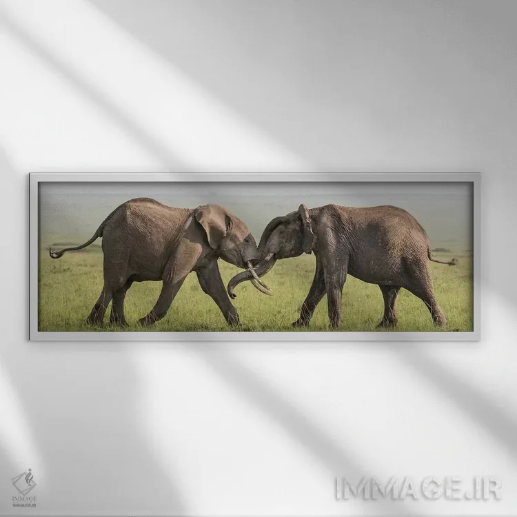 تابلو Kenya, Maasai Mara National Reserve. Elephants greeting.,آفریقا، کنیا، ذخیرهگاه ملی ماسایی مارا. فیلها در حال سلام دادن اثر جینز گالری (گالری هنری/عکس) - نمای قابدار سفید