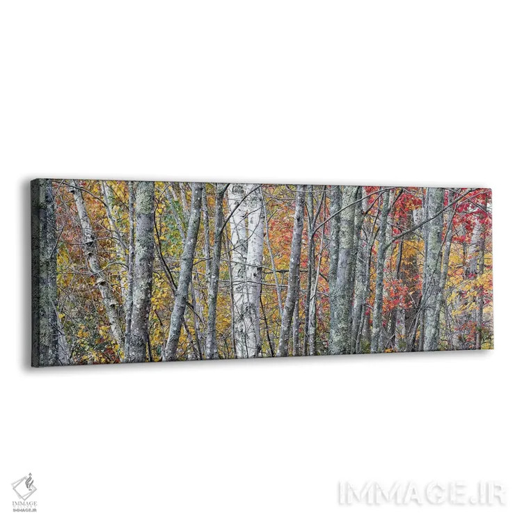 تابلو Maine. Colorful autumn foliage in the forests of Sieur de Monts Nature Center.,ایالات متحده، مین. برگهای پاییزی رنگارنگ در جنگلهای مرکز طبیعت سیور دو مونتس اثر جودیت زیمرمن - نمای پرسپکتیو محصول