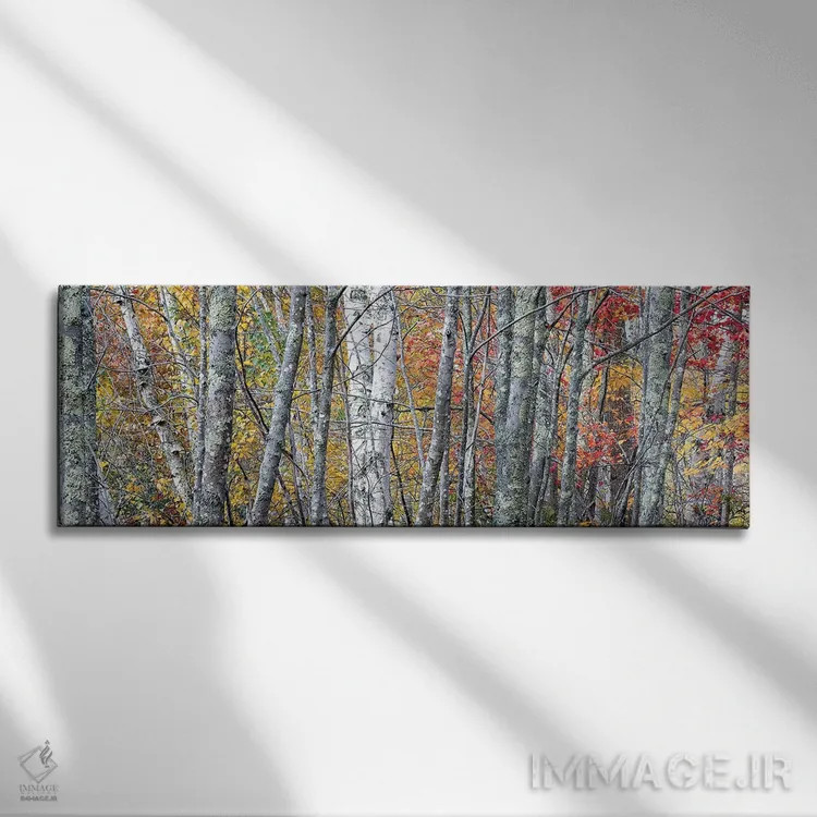 تابلو Maine. Colorful autumn foliage in the forests of Sieur de Monts Nature Center.,ایالات متحده، مین. برگهای پاییزی رنگارنگ در جنگلهای مرکز طبیعت سیور دو مونتس اثر جودیت زیمرمن - نمای روبهرو روی دیوار