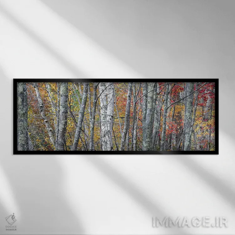 تابلو Maine. Colorful autumn foliage in the forests of Sieur de Monts Nature Center.,ایالات متحده، مین. برگهای پاییزی رنگارنگ در جنگلهای مرکز طبیعت سیور دو مونتس اثر جودیت زیمرمن - نمای قابدار مشکی