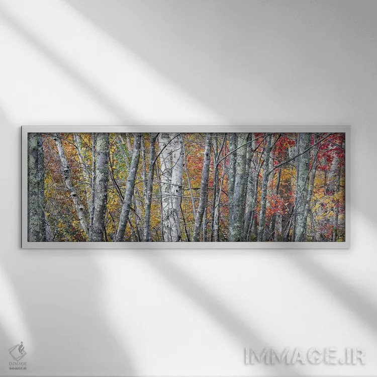 تابلو Maine. Colorful autumn foliage in the forests of Sieur de Monts Nature Center.,ایالات متحده، مین. برگهای پاییزی رنگارنگ در جنگلهای مرکز طبیعت سیور دو مونتس اثر جودیت زیمرمن - نمای قابدار سفید