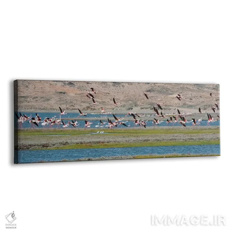 تابلو Luderitz Bay, Karas Region, Namibia,فلامینگوها، خلیج لودریتز، منطقه کاراس، نامیبیا اثر کرن سو - نمای پرسپکتیو محصول