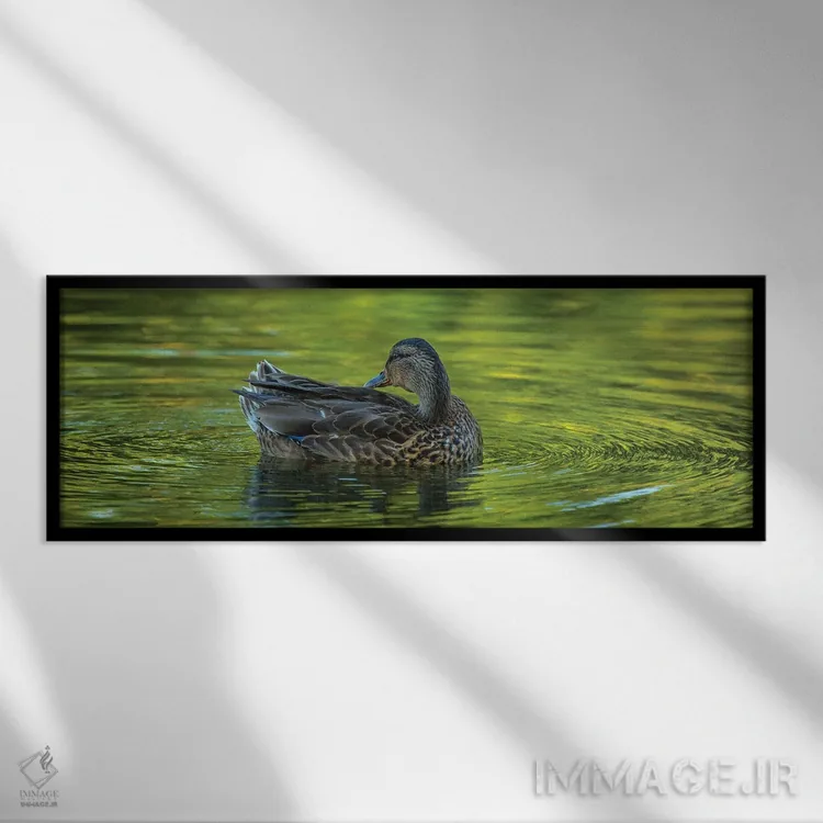 تابلو شکوه اردک اثر لوئیس راث - نمای قابدار مشکی