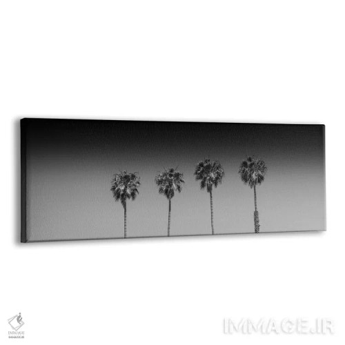 تابلو درختان نخل زیبا (سیاه و سفید) اثر ملانی ویولا - نمای پرسپکتیو محصول
