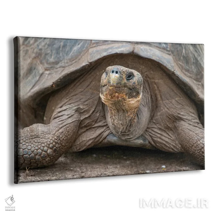 تابلو لاکپشت غولپیکر در مرکز تحقیقات چارلز داروین لَخت و آرام حرکت میکند اثر بتی سدرکوئیست - نمای پرسپکتیو محصول