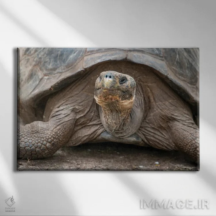 تابلو لاکپشت غولپیکر در مرکز تحقیقات چارلز داروین لَخت و آرام حرکت میکند اثر بتی سدرکوئیست - نمای روبهرو روی دیوار