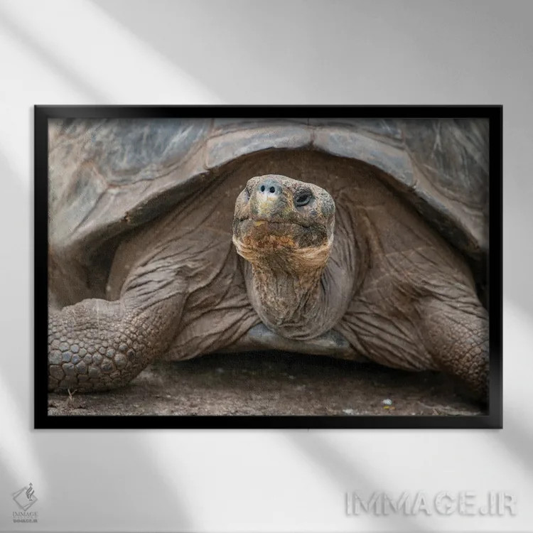 تابلو لاکپشت غولپیکر در مرکز تحقیقات چارلز داروین لَخت و آرام حرکت میکند اثر بتی سدرکوئیست - نمای قابدار مشکی