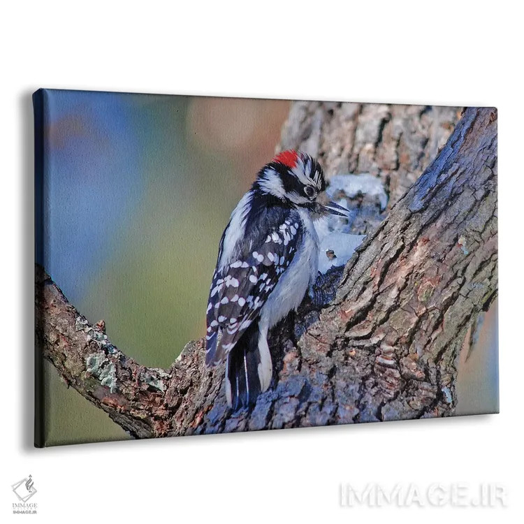 تابلو دارکوب نرمپر اثر برایان ولف - نمای پرسپکتیو محصول