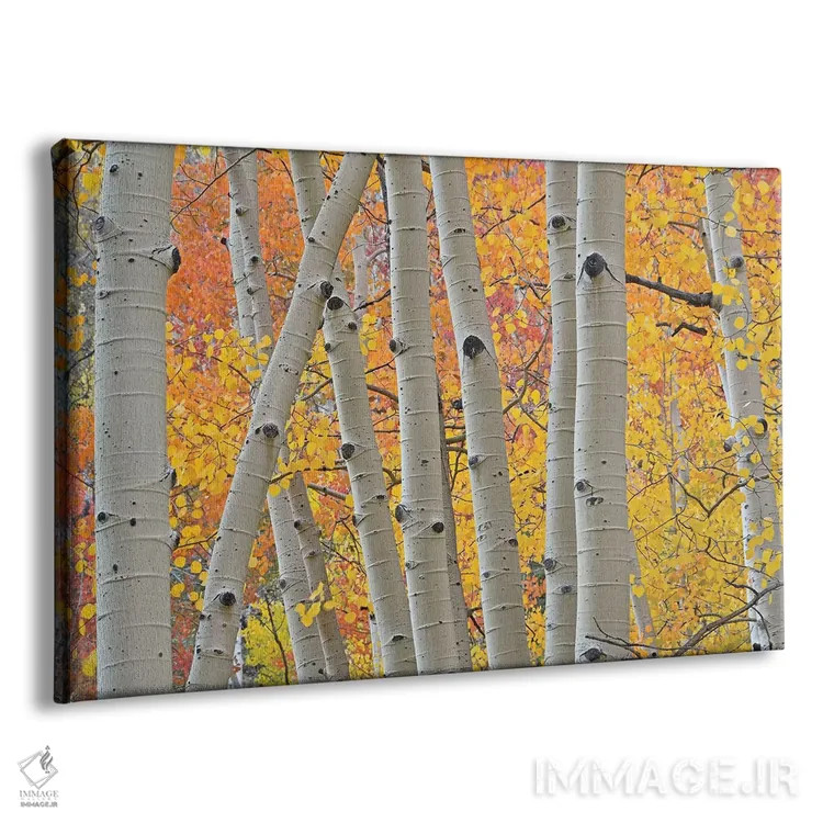 تابلو تنههای صنوبر لرزان (آسپن) اثر برایان ولف - نمای پرسپکتیو محصول