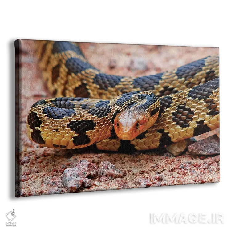 تابلو مار روباهی شرقی اثر برایان ولف - نمای پرسپکتیو محصول