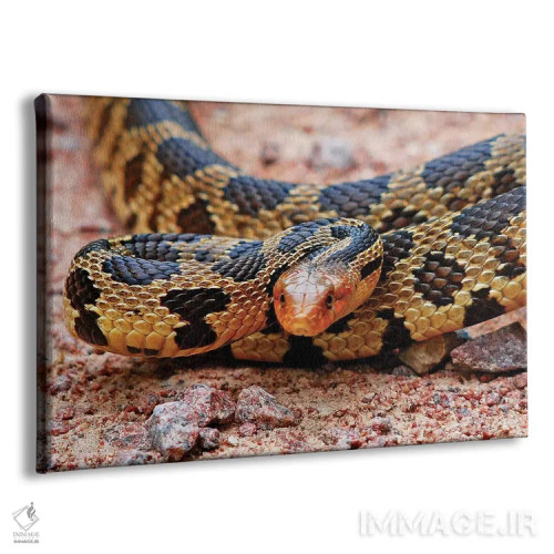 تابلو مار روباهی شرقی اثر برایان ولف - نمای پرسپکتیو محصول