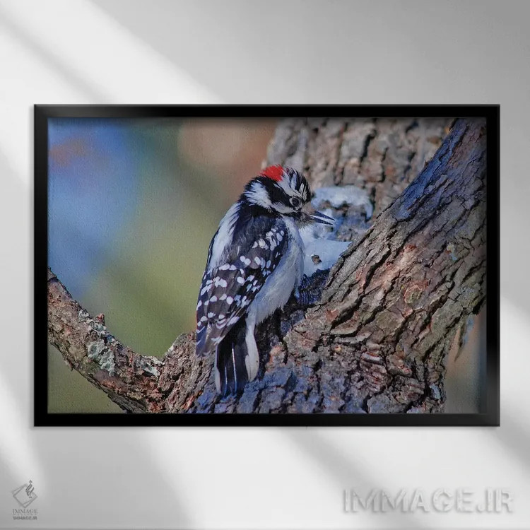 تابلو دارکوب نرمپر اثر برایان ولف - نمای قابدار مشکی