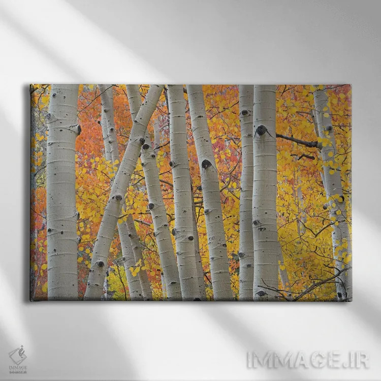 تابلو تنههای صنوبر لرزان (آسپن) اثر برایان ولف - نمای روبهرو روی دیوار