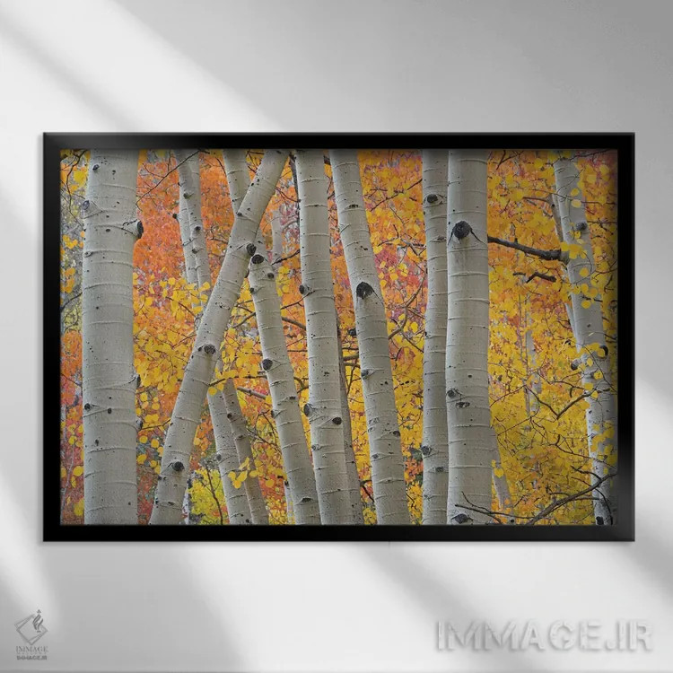 تابلو تنههای صنوبر لرزان (آسپن) اثر برایان ولف - نمای قابدار مشکی