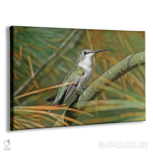 تابلو مرغ مگسخوار گلو یاقوتی ماده اثر برایان ولف - نمای پرسپکتیو محصول