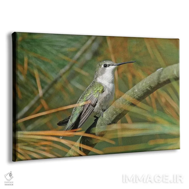 تابلو مرغ مگسخوار گلو یاقوتی ماده اثر برایان ولف - نمای پرسپکتیو محصول