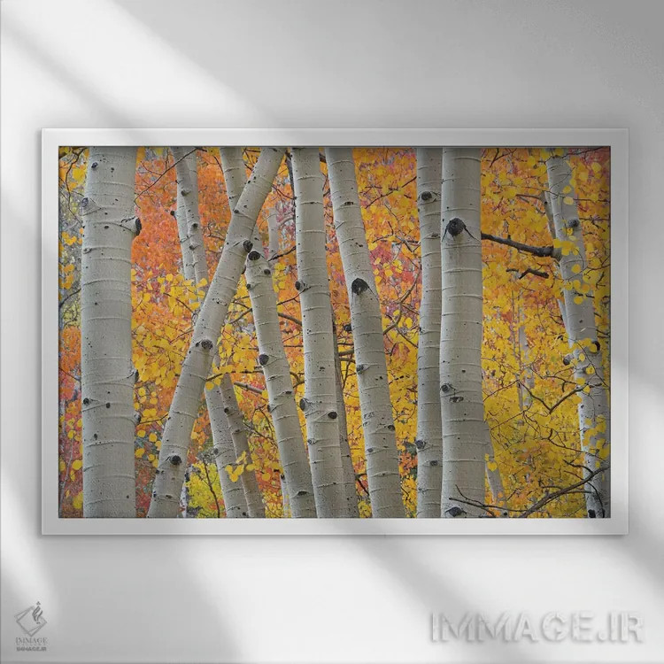 تابلو تنههای صنوبر لرزان (آسپن) اثر برایان ولف - نمای قابدار سفید