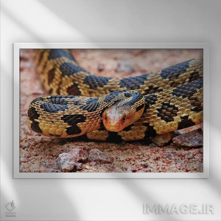 تابلو مار روباهی شرقی اثر برایان ولف - نمای قابدار سفید