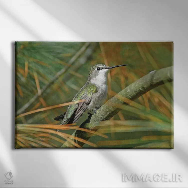 تابلو مرغ مگسخوار گلو یاقوتی ماده اثر برایان ولف - نمای روبهرو روی دیوار