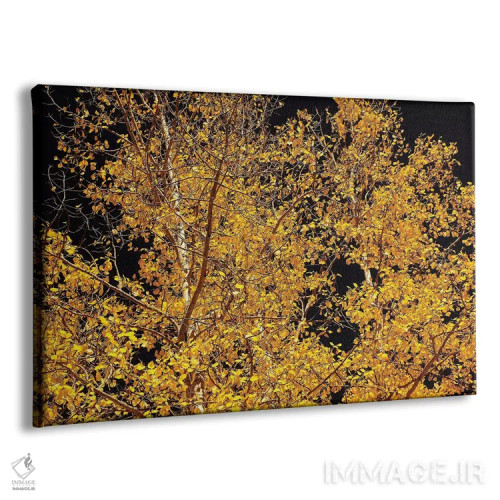 تابلو کنتراست صنوبر لرزان اثر برایان ولف - نمای پرسپکتیو محصول
