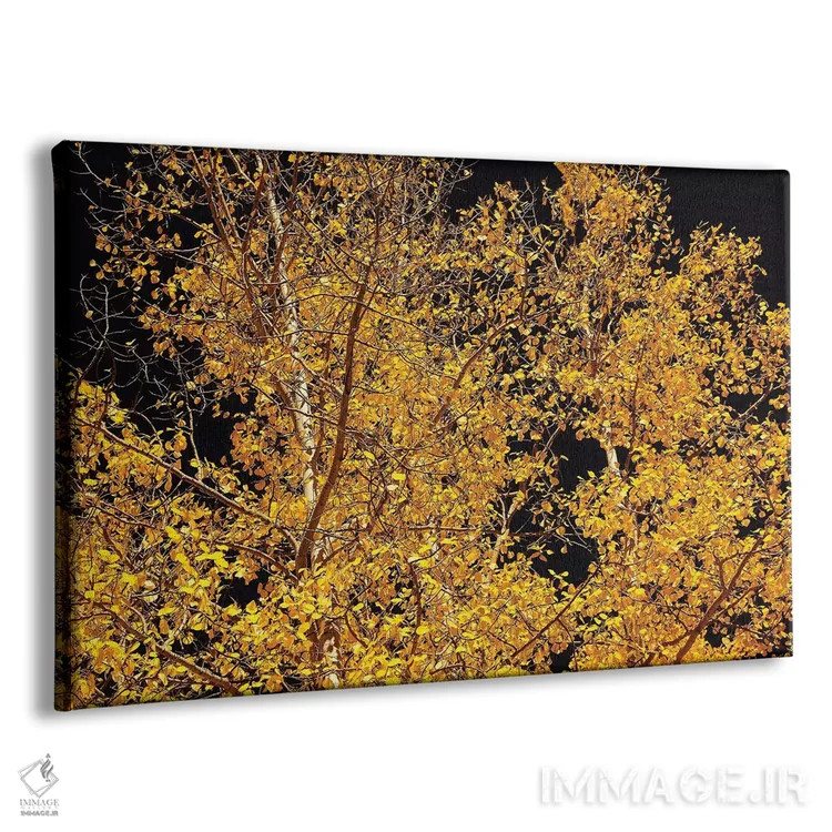 تابلو کنتراست صنوبر لرزان اثر برایان ولف - نمای پرسپکتیو محصول
