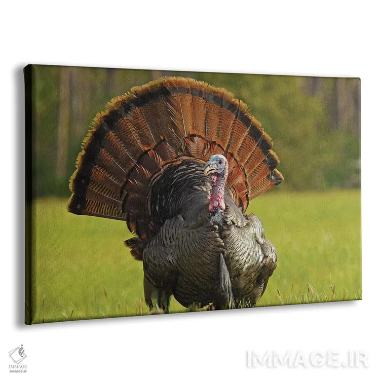 تابلو نمایش کامل (رفتار طاووس/بوقلمون) اثر برایان ولف - نمای پرسپکتیو محصول