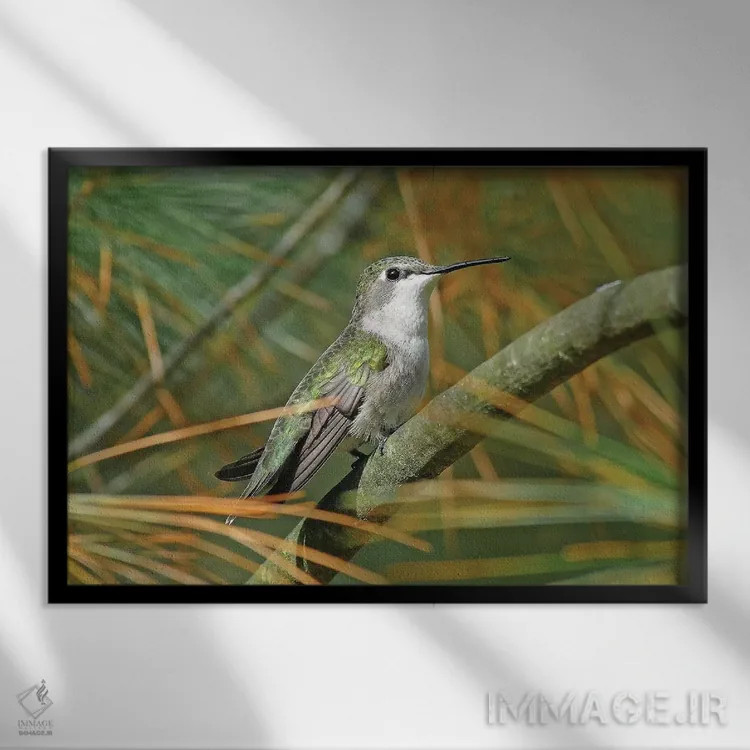 تابلو مرغ مگسخوار گلو یاقوتی ماده اثر برایان ولف - نمای قابدار مشکی