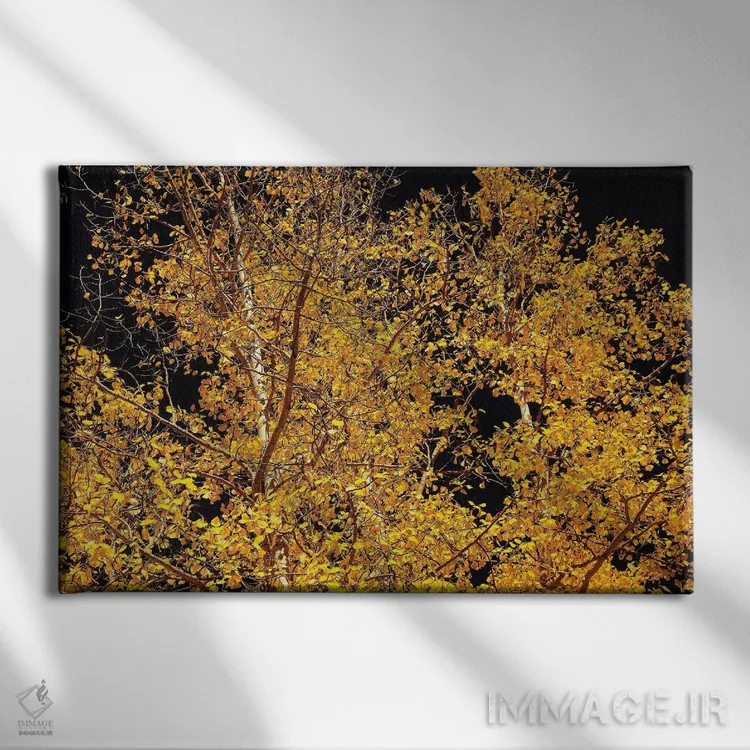 تابلو کنتراست صنوبر لرزان اثر برایان ولف - نمای روبهرو روی دیوار