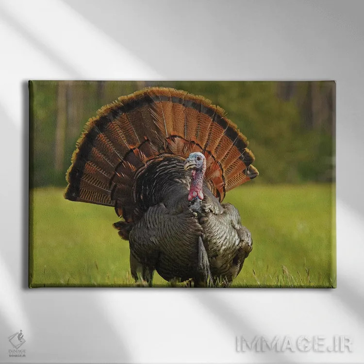 تابلو نمایش کامل (رفتار طاووس/بوقلمون) اثر برایان ولف - نمای روبهرو روی دیوار