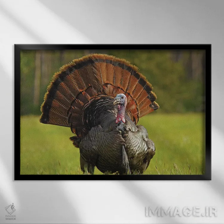تابلو نمایش کامل (رفتار طاووس/بوقلمون) اثر برایان ولف - نمای قابدار مشکی